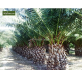 Phoenix canariensis - hauteur totale 140-170 cm - pot Ø 28 cm