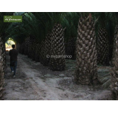 Phoenix canariensis - hauteur totale 140-170 cm - pot Ø 28 cm