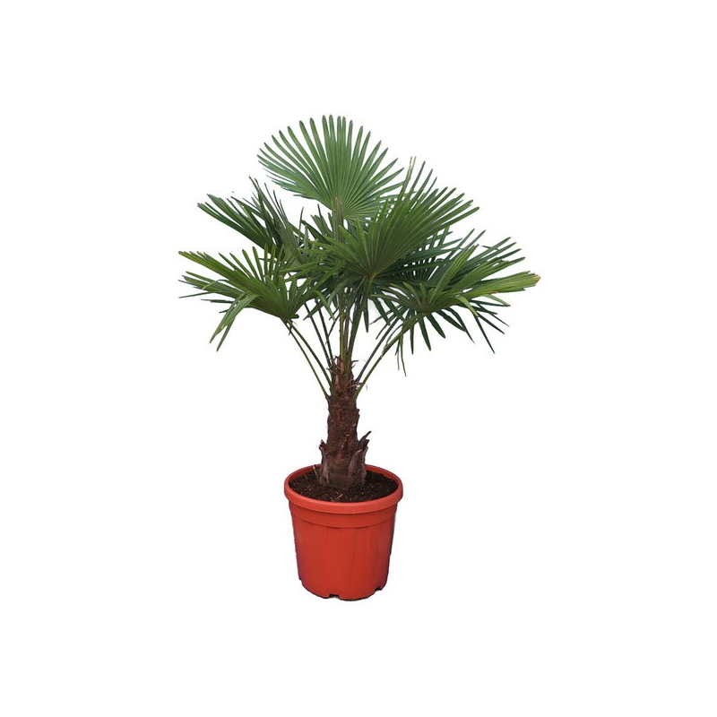 Trachycarpus fortunei - tronc 30-40 cm - hauteur totale 120-140 cm - pot Ø 31 cm