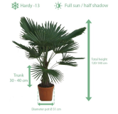 Trachycarpus fortunei - tronc 30-40 cm - hauteur totale 120-140 cm - pot Ø 31 cm