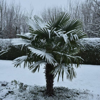 Trachycarpus fortunei - tronc 30-40 cm - hauteur totale 120-140 cm - pot Ø 31 cm