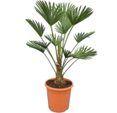 Trachycarpus wagnerianus - tronc 20-30 cm - hauteur totale 90-110 cm - pot Ø 30 cm