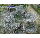 Trachycarpus wagnerianus - tronc 20-30 cm - hauteur totale 90-110 cm - pot Ø 30 cm