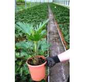 Trachycarpus wagnerianus - tronc 20-30 cm - hauteur totale 90-110 cm - pot Ø 30 cm