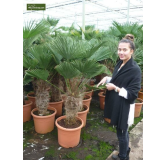 Trachycarpus wagnerianus - tronc 20-30 cm - hauteur totale 90-110 cm - pot Ø 30 cm