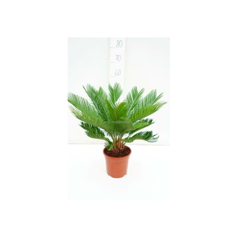 Cycas revoluta - hauteur totale 70-90 cm - pot Ø 19 cm