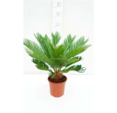 Cycas revoluta - hauteur totale 70-90 cm - pot Ø 19 cm