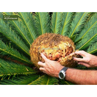 Cycas revoluta - hauteur totale 70-90 cm - pot Ø 19 cm