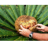 Cycas revoluta - hauteur totale 70-90 cm - pot Ø 19 cm