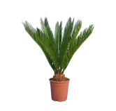 Cycas revoluta - hauteur totale 40-50 cm - pot Ø 12 cm