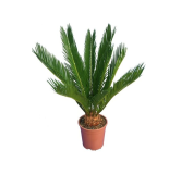 Cycas revoluta - hauteur totale 40-50 cm - pot Ø 12 cm