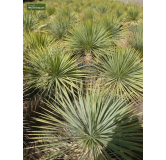 Yucca rostrata - hauteur totale 30-40 cm - pot Ø 13 cm