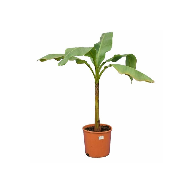 Musa basjoo fat trunk - pot Ø 26 cm