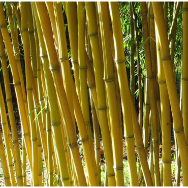 Phyllostachys aureosulcata Aureocaulis - hauteur totale 100+cm - pot 5 ltr