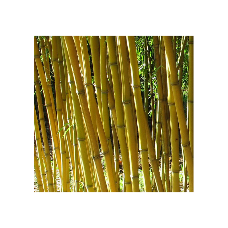 Phyllostachys aureosulcata Aureocaulis - hauteur totale 100+cm - pot 5 ltr