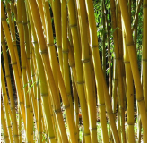 Phyllostachys aureosulcata Aureocaulis - hauteur totale 100+cm - pot 5 ltr