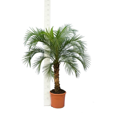 Phoenix roebelenii - tronc 60-80 cm - hauteur totale 140-180 cm - pot Ø 35 cm