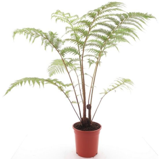 Cyathea cooperi - pot Ø 22 cm