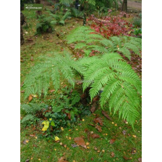 Cyathea cooperi - pot Ø 22 cm