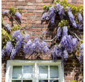 Wisteria sinensis Hauteur totale 160+ cm - 3 ltr pot