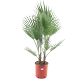 Washingtonia robusta multitrunk - hauteur totale 120-140 cm - pot Ø 26 cm