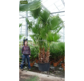 Washingtonia robusta multitrunk - hauteur totale 120-140 cm - pot Ø 26 cm