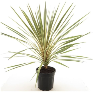 Cordyline australis Torbay Dazzler - hauteur totale 80-100 cm - pot Ø 21 cm