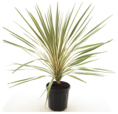 Cordyline australis Torbay Dazzler - hauteur totale 80-100 cm - pot Ø 21 cm