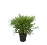 Chamaerops humilis Vulcano - hauteur totale 80-100 cm - pot Ø 40 cm