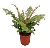 Blechnum brasiliense - pot Ø 21 cm