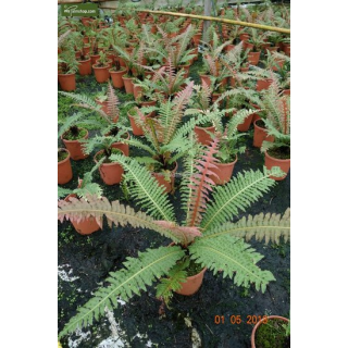 Blechnum brasiliense - pot Ø 21 cm