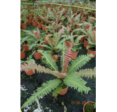 Blechnum brasiliense - pot Ø 21 cm