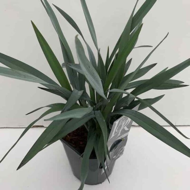 Dianella Blue Stream - pot 2 ltr