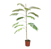 Albizia julibrissin Ombrella Boubri - hauteur totale 80+ cm - pot Ø 17 cm