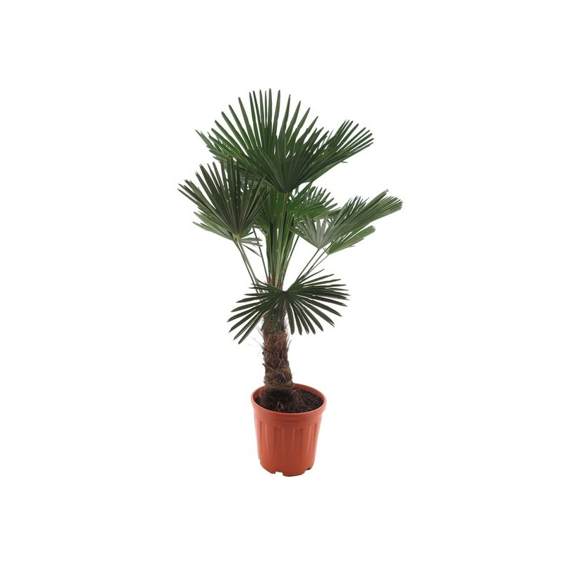 Trachycarpus wagnerianus - tronc 40-50 cm - hauteur totale 140-160 cm - pot Ø 35 cm