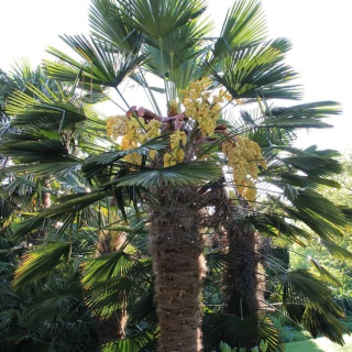 Trachycarpus wagnerianus - tronc 40-50 cm - hauteur totale 140-160 cm - pot Ø 35 cm