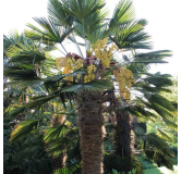 Trachycarpus wagnerianus - tronc 40-50 cm - hauteur totale 140-160 cm - pot Ø 35 cm