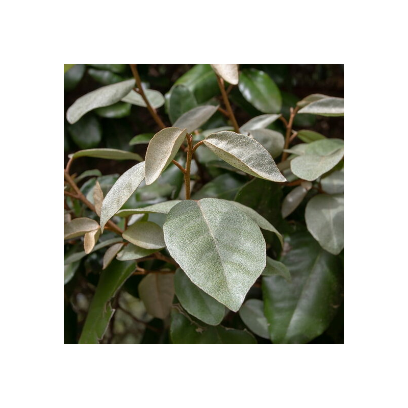 Elaeagnus ebbingei - hauteur totale 50+ cm - pot Ø 18 cm