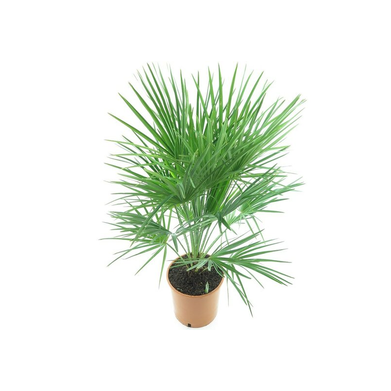 Chamaerops humilis - Hauteur totale 100-120 cm - pot Ø 27 cm