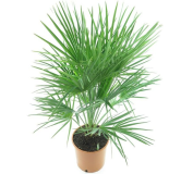 Chamaerops humilis - Hauteur totale 100-120 cm - pot Ø 27 cm