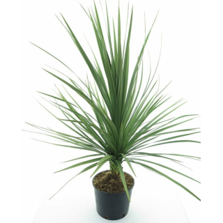 Cordyline australis - pot Ø 26 cm