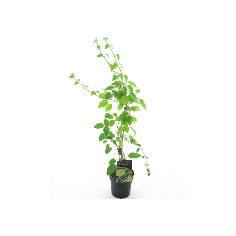 Schizophragma fauriei Angel Wings - hautuer totale 60-80 cm - pot Ø 17 cm