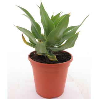 Agave attenuata - pot 20 cm