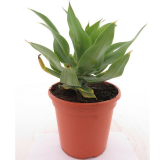 Agave attenuata - pot 20 cm