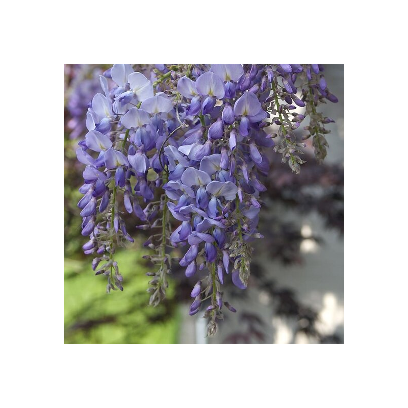 Wisteria floribunda Violacea Plena - hauteur totale 80+ cm - pot Ø 22 cm