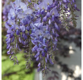 Wisteria floribunda Violacea Plena - hauteur totale 80+ cm - pot Ø 22 cm