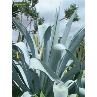 Agave franzosinii - pot Ø 22 cm