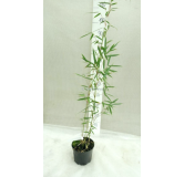 Fargesia robusta Campbell - hauteur totale 60+ cm - pot 2 ltr