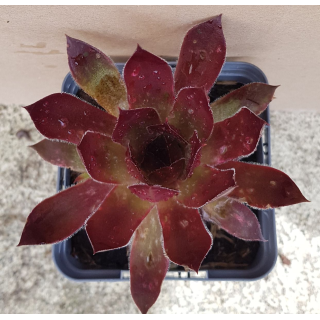 Sempervivum chick charms Â® 'Cherries Jubileeâ„¢' / Joubarbe rouge cerise