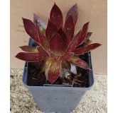 Sempervivum chick charms Â® 'Cherries Jubileeâ„¢' / Joubarbe rouge cerise